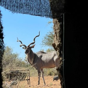 Kudu Blind South Africa