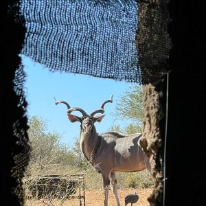 Kudu Blind South Africa
