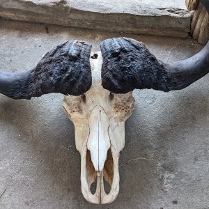 Buffalo Skull