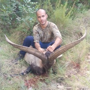 Beceite Ibex Bow Hunt Spain