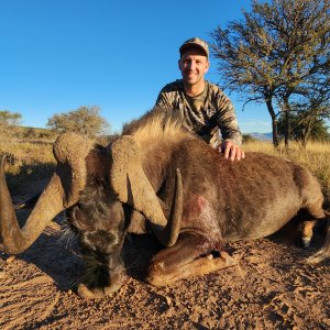 Black Wildebeest Hunting Eastern Cape South Africa