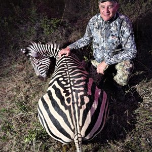 Zebra Hunting Eastern Cape South Africa