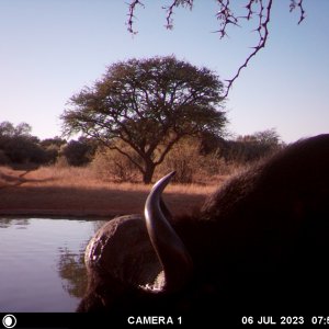 Buffalo Trail Camera