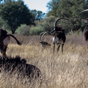 Sable South Africa