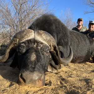 Buffalo Hunting North West Province South Africa