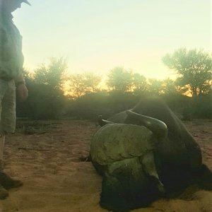 Buffalo Hunting Kalahari South Africa