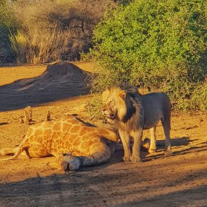 Lion Feeding Khaudum National Park Namibia