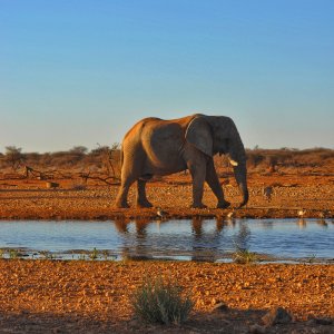 Elephant Khaudum National Park Namibia