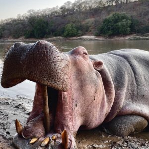 Hippo Hunt Zambia