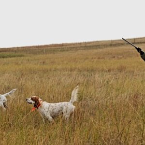 Nebraska Prairie Bird Hunt