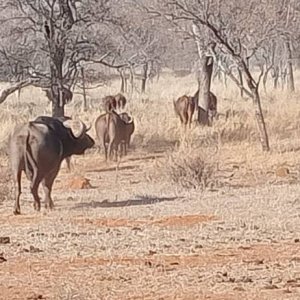 Buffalo Herd South Africa