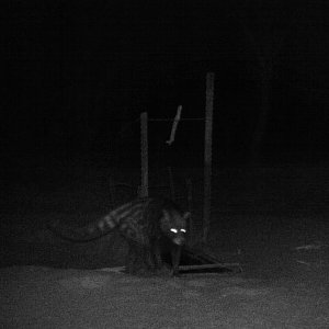 Brown Hyena Trial Camera