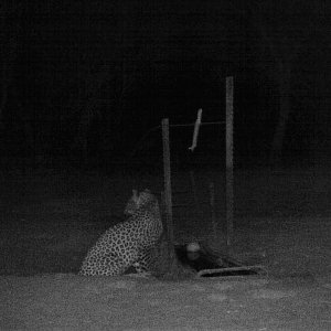 Leopard Trail Camera