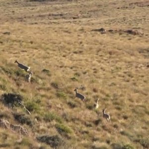 Vaal Rhebuck Hunting Kill Shot Stormberg Mountains, South Africa