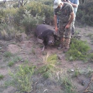 Hunting Asian Water Buffalo Argentina