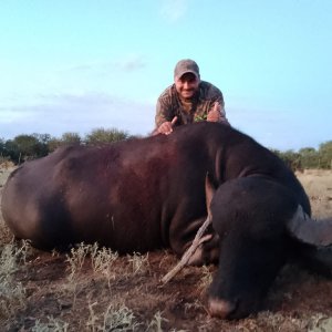 Hunting Asian Water Buffalo Argentina