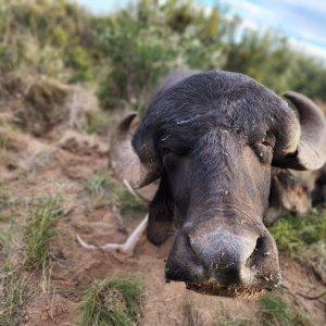 Hunting Asian Water Buffalo Argentina