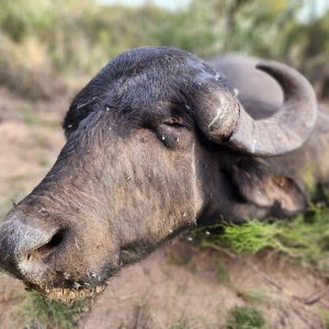 Hunting Asian Water Buffalo Argentina