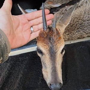 Grey Duiker Hunt