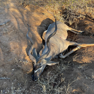 Kudu Hunt Zimbabwe