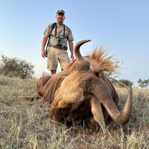 Golden Wildebeest Hunt South Africa