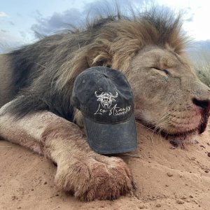 Lion Hunt South Africa