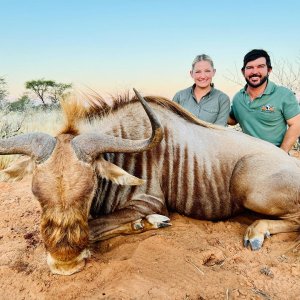 Golden Wildebeest Hunt Namibia