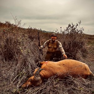 Forest Buffalo Hunt Congo