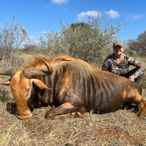 Golden Wildebeest Hunt South Africa