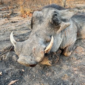 Warthog Hunt Tanzania