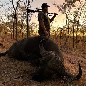 Buffalo Hunting Zimbabwe