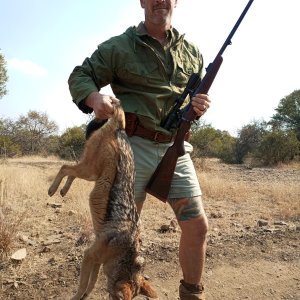 Jackal Hunt South Africa