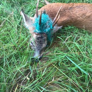 Roe Deer Hunt United Kingdom