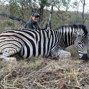 Zebra Hunt South Africa