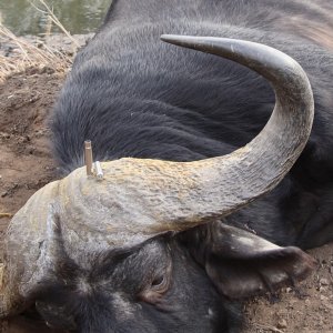 Buffalo Hunt South Africa