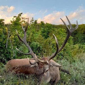 Carpathian Red Stag Hunt Romania