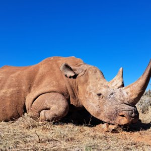 Rhino Hunt South Africa