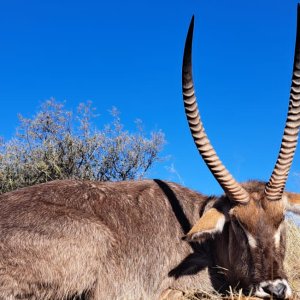 Waterbuck Hunt South Africa