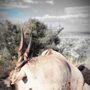 Eland Hunt South Africa