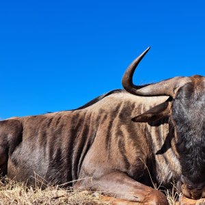 Blue Wildebeest Hunt South Africa