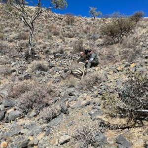 Hartmann's Zebra Hunt Namibia