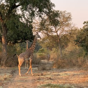 Thornicroft Giraffe Zambia