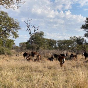 Sable Herd South Africa