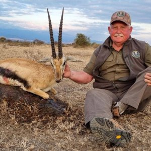 Thomson's Gazelle Hunt Tanzania