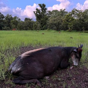 Yellow Backed Duiker Hunt Central African Republic