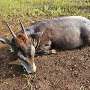 Yellow Backed Duiker Hunt Central African Republic