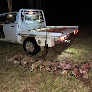 Fox Hunting Australia