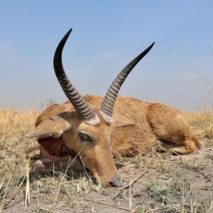 Common Reedbuck Hunting Namibia