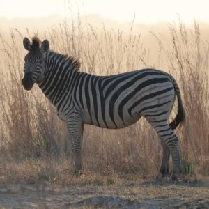 Zebra Caprivi Namibia