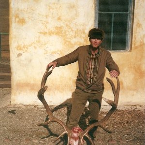 Elk Mongolia